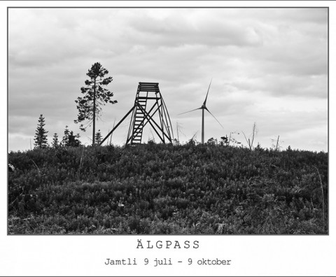 Älgpass på Jamtli