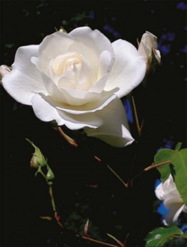 Skulpturer och en ros